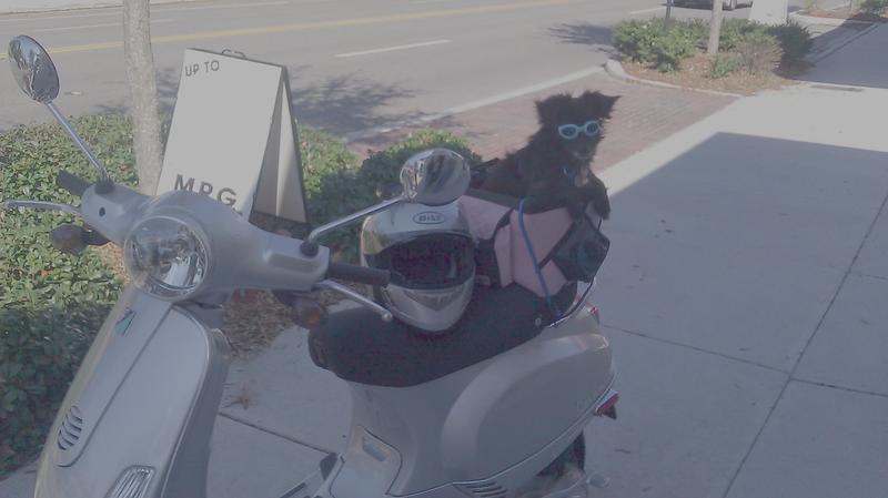 Take your dog for a ride. They love it!